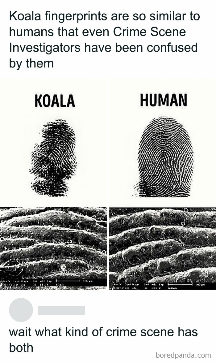 Comparison of koala and human fingerprints showing similarities in science humor jokes about fingerprints and crime scenes.