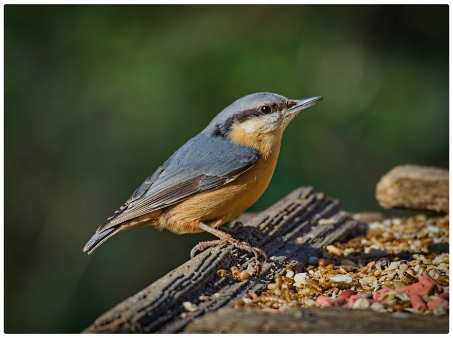 I Am A Photographer And Here Are My 10 Tips For Getting The Best Bird Photos Of Your Life