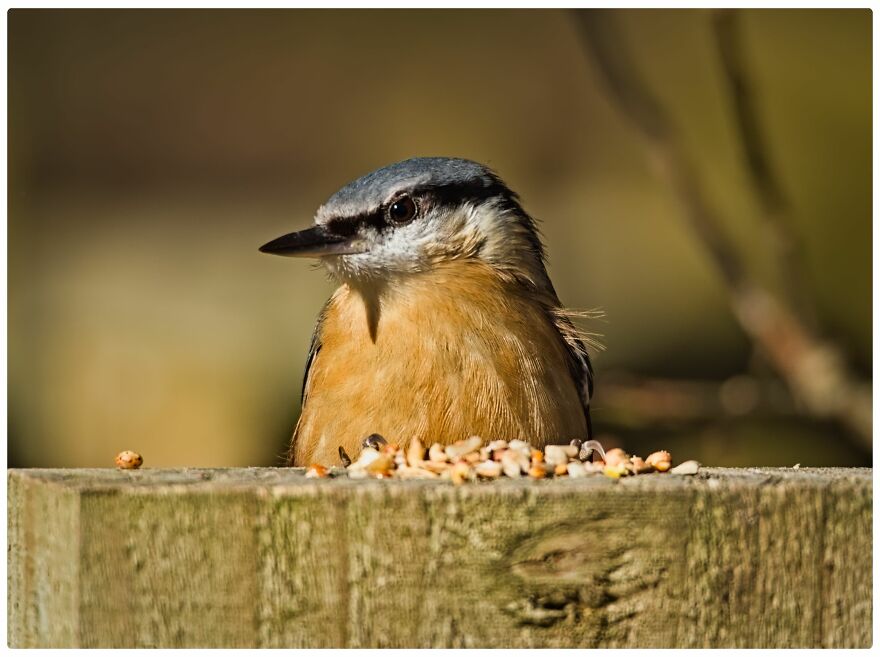 I Am A Photographer And Here Are My 10 Tips For Getting The Best Bird Photos Of Your Life