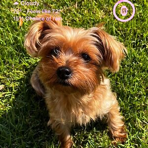 cindylartigue avatar