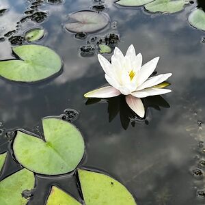 isabelladeyoung avatar