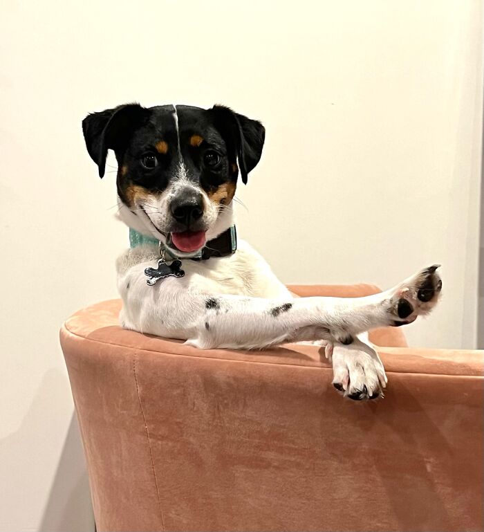 Managed To Catch My Puppy Just Chillin’