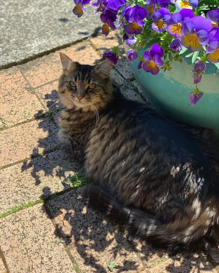 Found In Our Backyard As A Young Kitten, She Had Been Abandoned