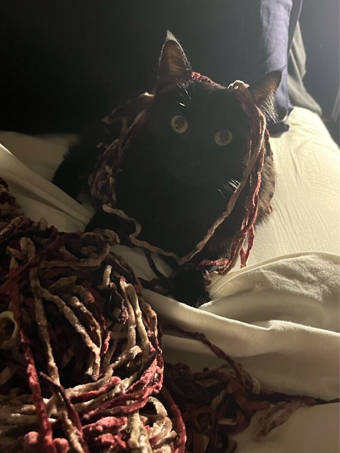 Smidge, Found In My Driveway, 6 Mo Old And Prego With 5 Kittens. No More Street Life For Her!