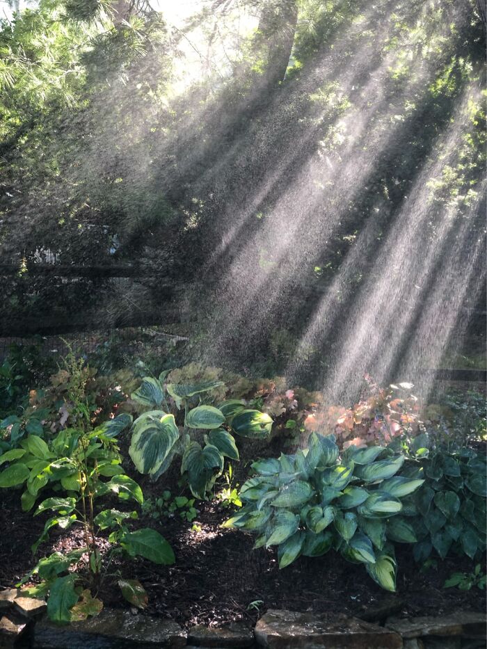 My Mom’s Shade Garden
