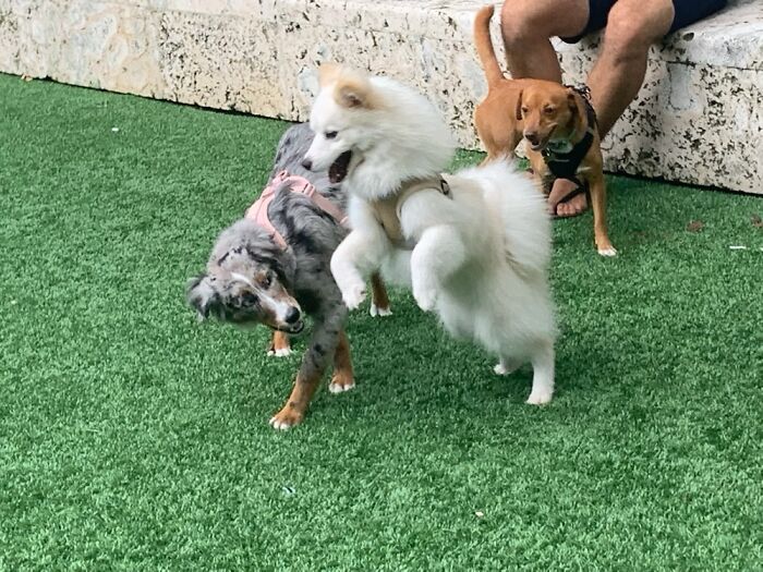 He Is So Cute! (White Mini Eskimo Husky) But Soooooo Expensive!!! To Purchase And His Vet Bills