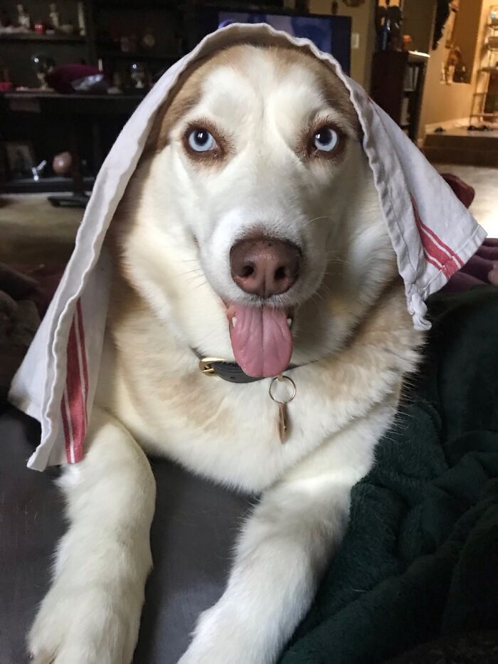 Life Getting You Down? Adopt A Husky, You'll Smile Everyday, Guaranteed