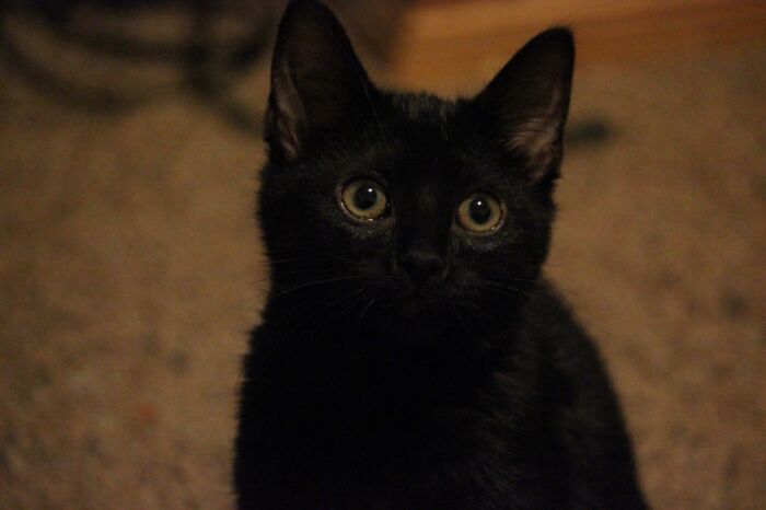 My Sweet Little Bean. (So Hard To Pick Just One Pet To Share!)