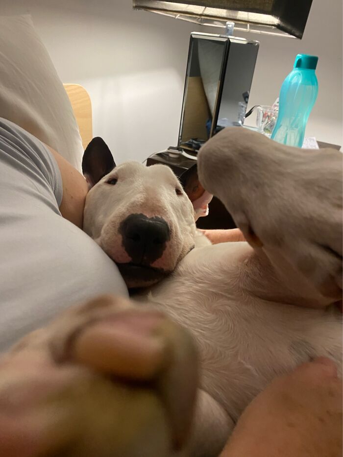 My Fur Grandson Snuggling With His Grams!!!