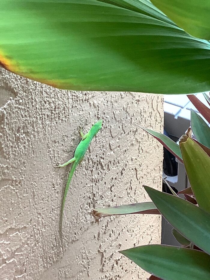 The Greens Of Southwest Florida