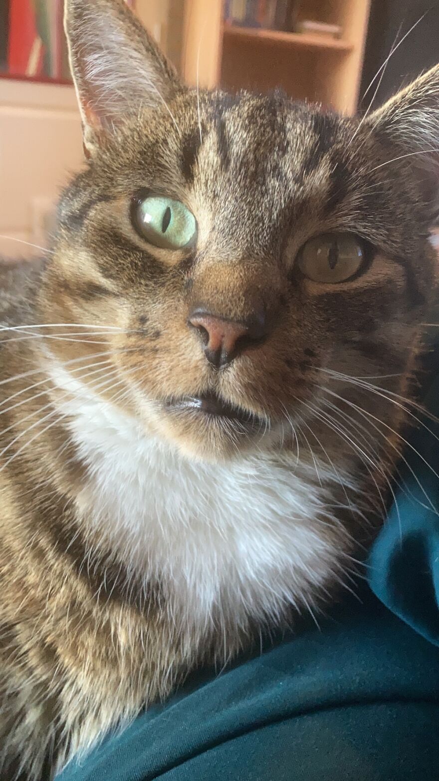 My Cat Overhearing Scandalous Talk About His Mother