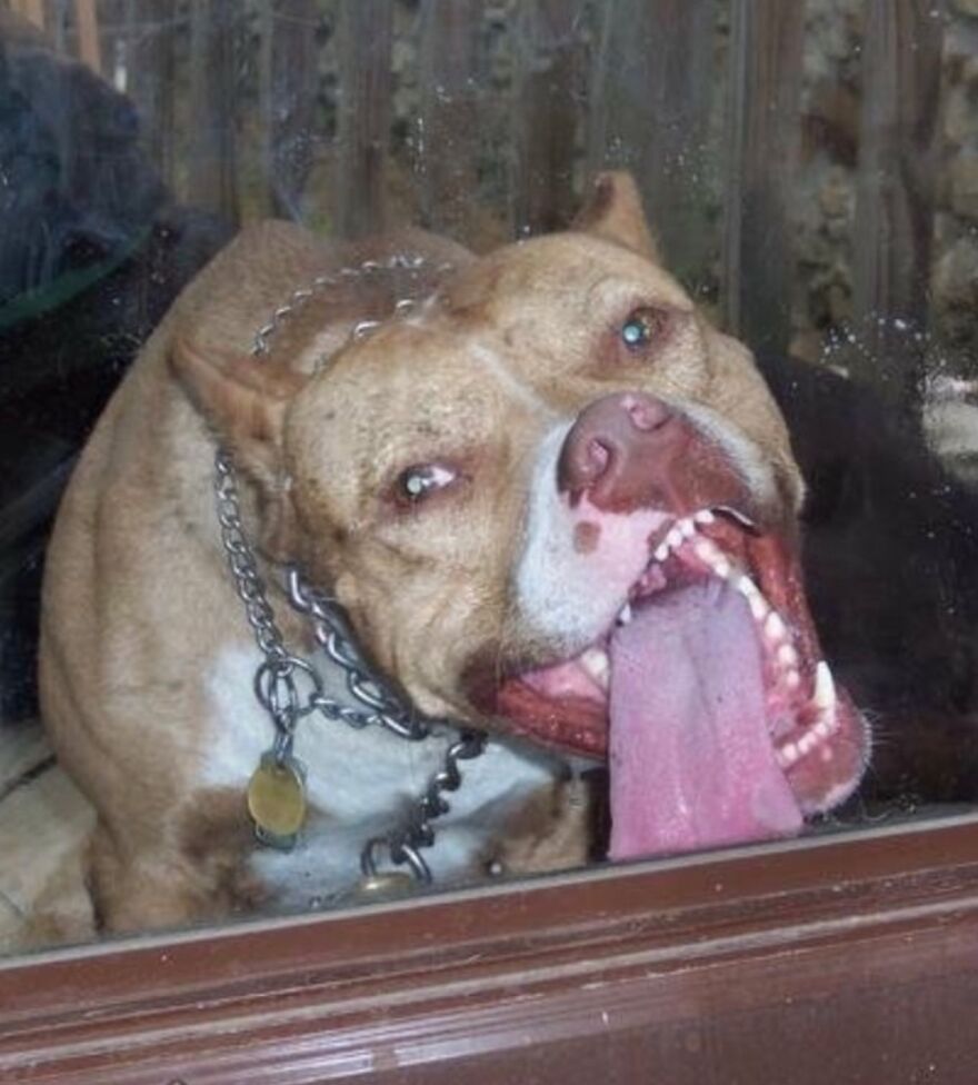 My Sweet Pup Looks Scary When He Licks Our Storm Door.😹