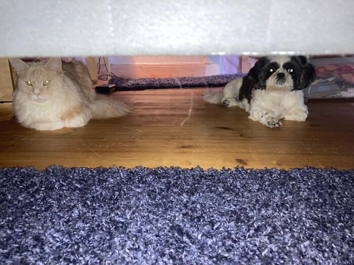 Interrupting Hr Meting Under The Bed