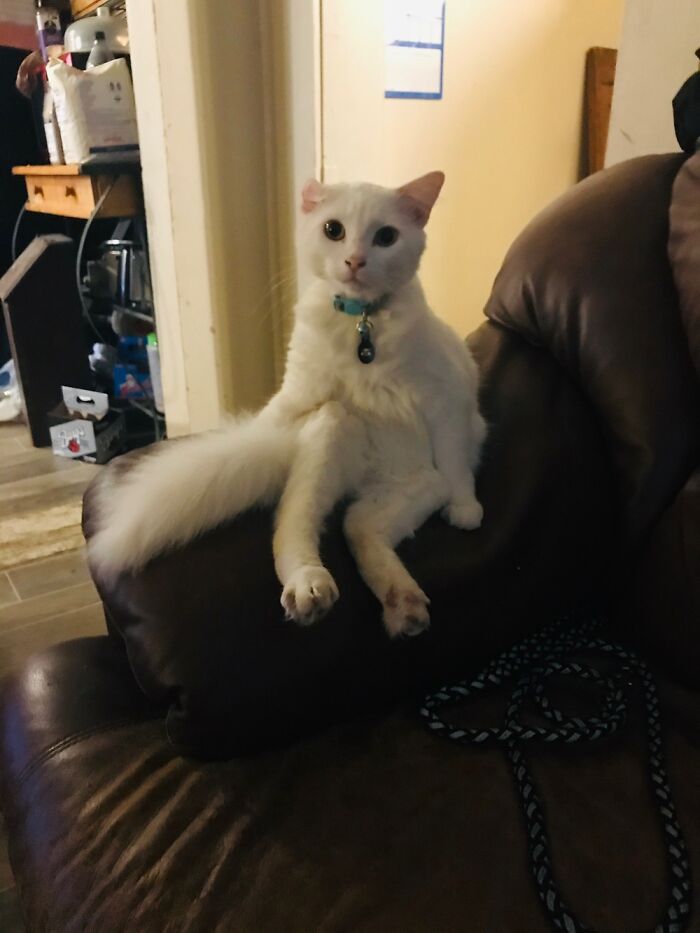 This Was My Cloud Kitty. Miss Him Terribly. Rip