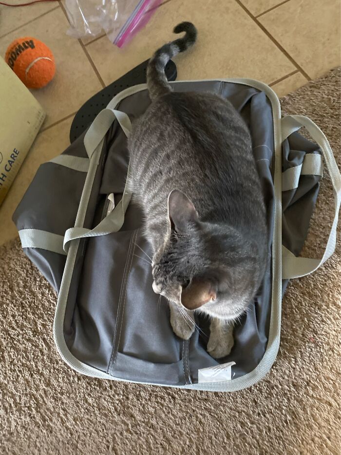 She Sits On Baskets Sometimes