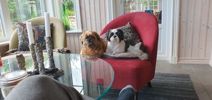 Unfortunately It’s The Puffpupps Favourite Also So You Rarely Get The Best Chair