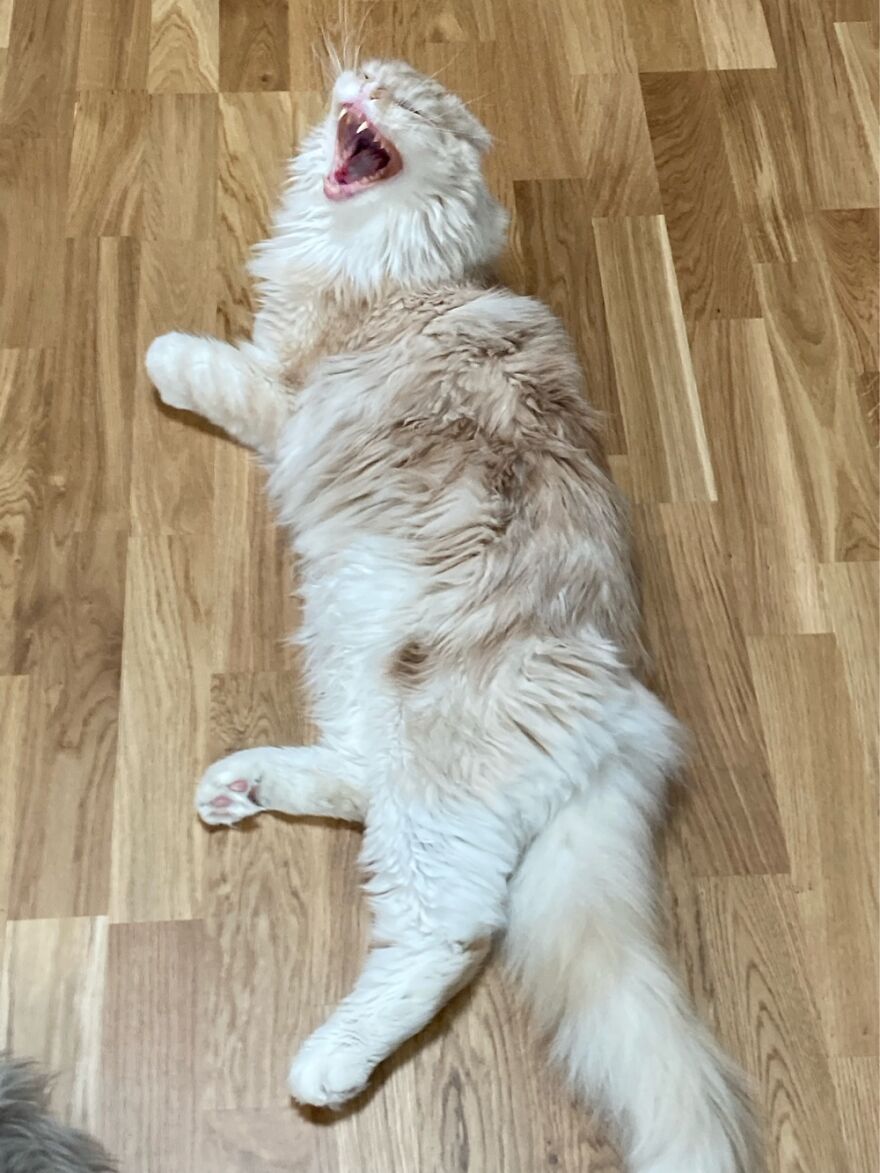 Hey Loff At Myf Teefff Rawwww