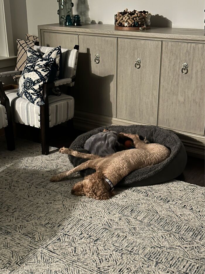 Someone Broke My Dog