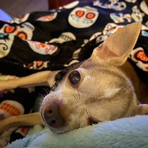 cheliturner_1 avatar