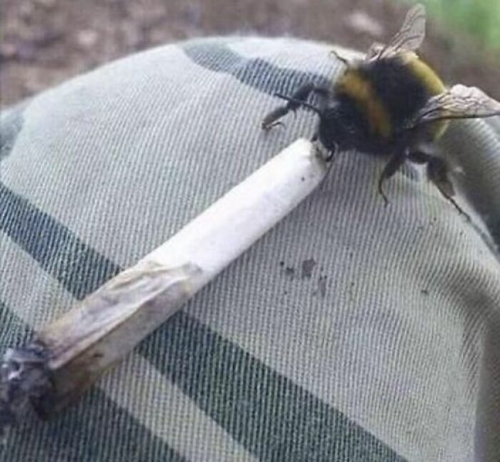 Where Honey Comes From