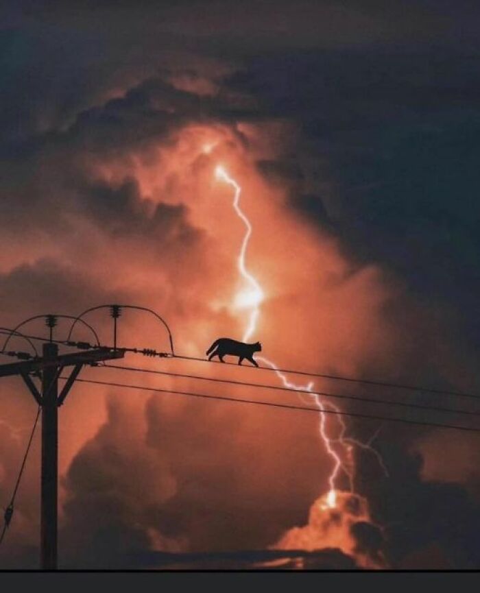 Thunder Cat Featuring Lightning