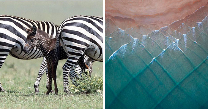 “Nature Is Freaking Lit”: 50 Times People Were Surprised By Nature (New Pics)