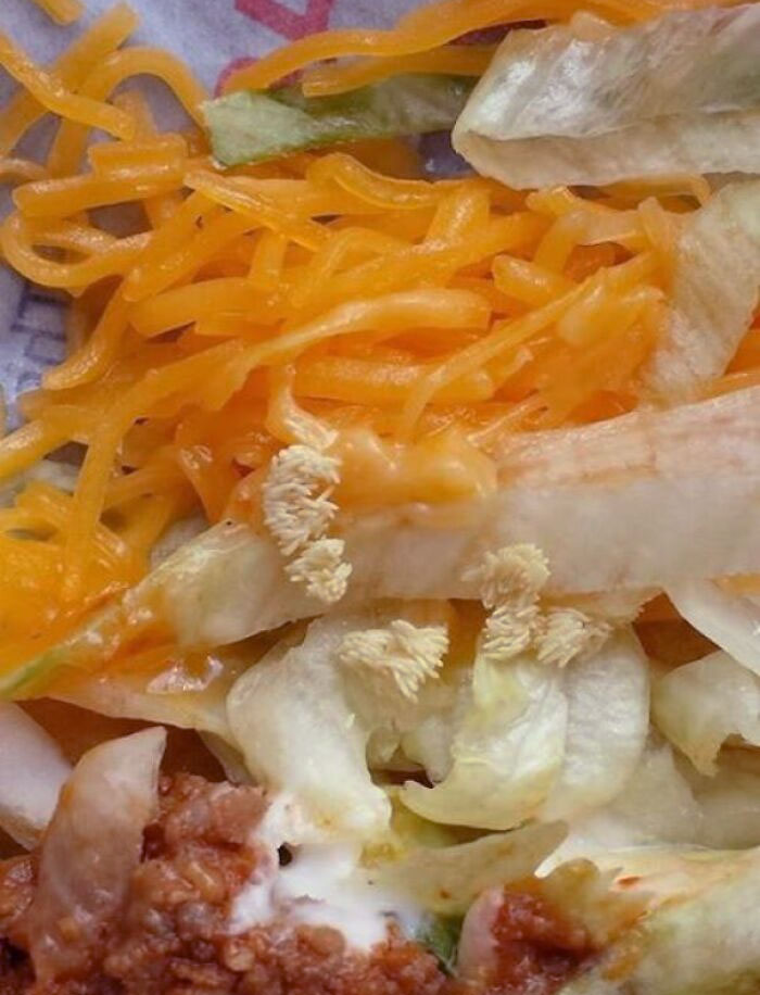 Guy At My Local Taco Bell Found Fly Eggs In His Meal