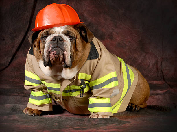 Heartwarming Story Of Dog Rescuing His Family From Fire Heartwarming Story Of Dog Rescuing His Family From Fire