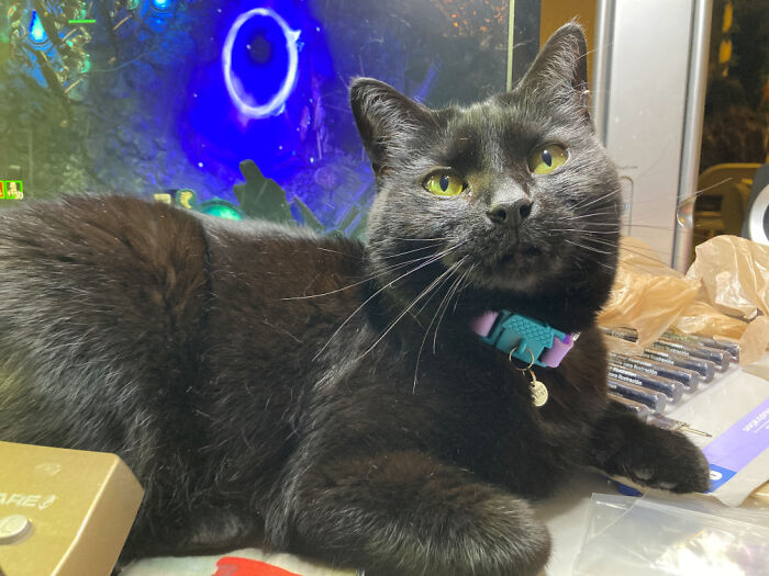 Found Outside In The Rain In December Of 2016, Skinny And Covered In Fleas And Ear Mites. Now The Undisputed Spoiled Queen :) ...(And Reluctant Big Sister, Haha)