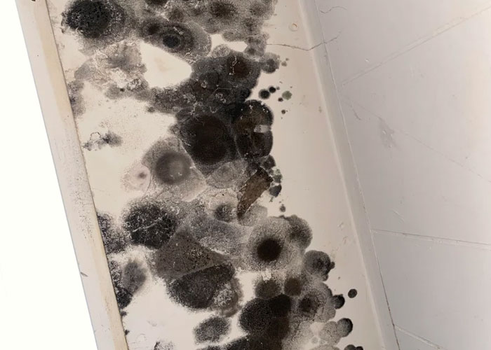 Tenant Finds Mold In The House Landlord Refuses To Do Anything, Tenant Makes Him Regret It