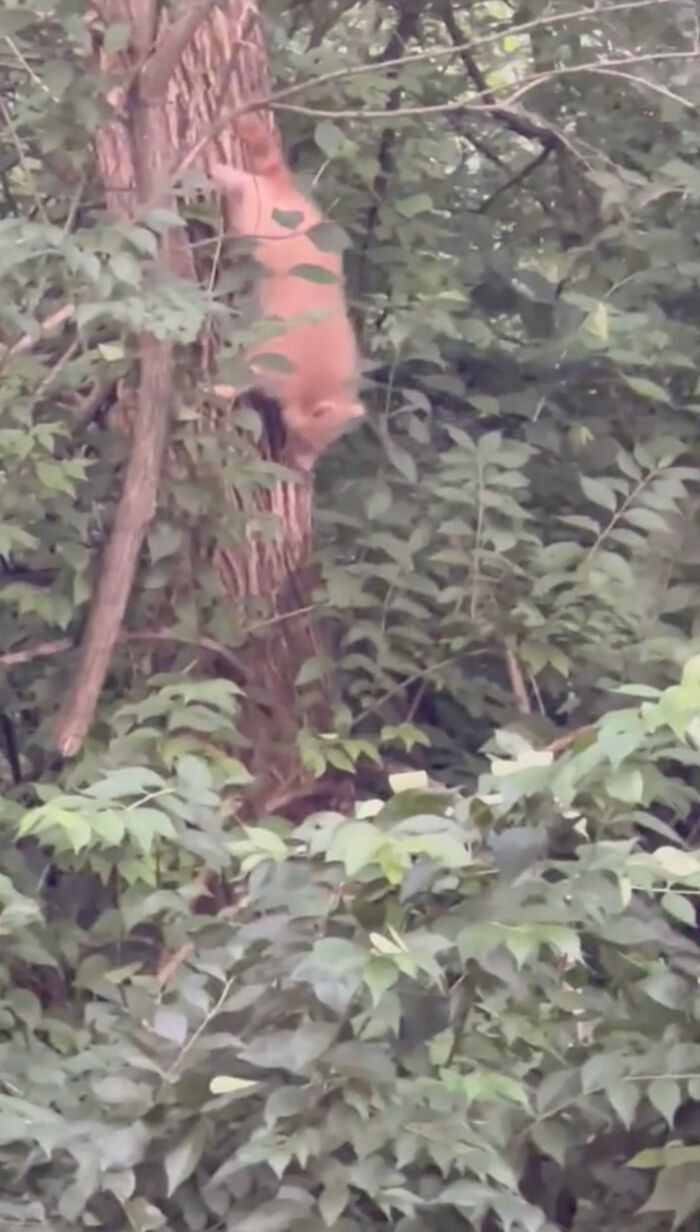 Watch Mama Raccoon Bringing Albino Babies To Her Favorite People