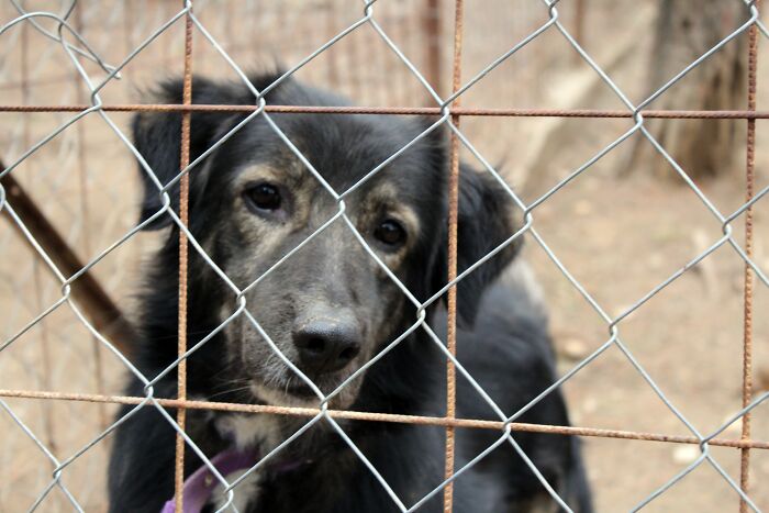 Heartwarming Video Showing Shelter Dog Saying Goodbye To Staff Members After Being Adopted Heartwarming Video Showing Shelter Dog Saying Goodbye To Staff Members After Being Adopted