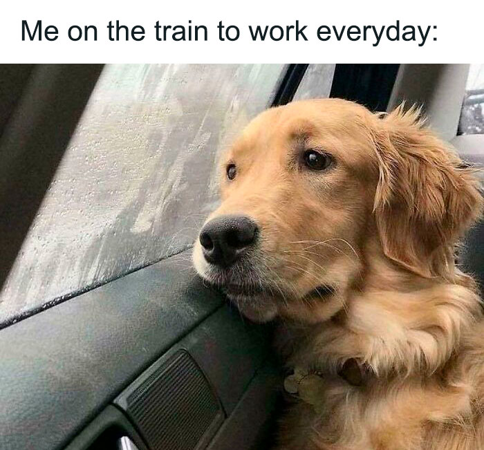 Golden retriever looking sad by a car window; a meme for making Mondays less miserable.