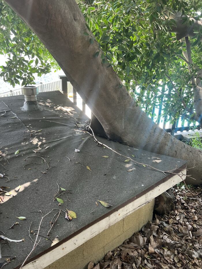 Despite Its Unconventional Appearance, This Tree Has Not Toppled Over But Rather Grown Into This Shed. Mother Nature Doesn’t Let Anything Get In The Way