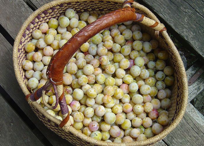 "Neighbor Yelled At Me Because I Harvested My Fruits Before She Could Steal Them" "Neighbor Yelled At Me Because I Harvested My Fruits Before She Could Steal Them"