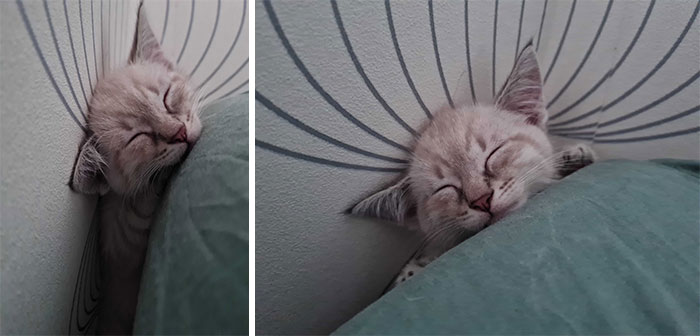 Meet Ollie! 2 Month Old Kitty, That We Adopted Yesterday From The Shelter! He Got Himself Between The Mattress And The Wall And Instantly Fell Asleep. We Love Him Already So Much!