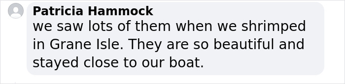 Rare Pink Dolphin Spotted At The Coast Of Louisiana Rare Pink Dolphin Spotted At The Coast Of Louisiana