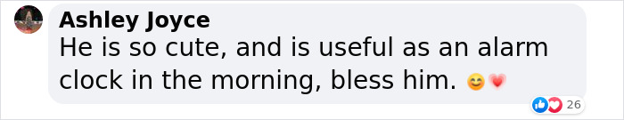 Extraordinary Tale Of A Rescued Baby Raven&rsquo;s Affectionate Mornings With His New Mom