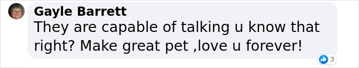 Extraordinary Tale Of A Rescued Baby Raven&rsquo;s Affectionate Mornings With His New Mom