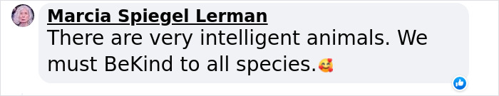 Watch Mama Raccoon Bringing Albino Babies To Her Favorite People