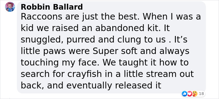 Watch Mama Raccoon Bringing Albino Babies To Her Favorite People