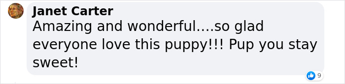 TikToker Gets Airbnb With Adorable Deaf and Blind Dog Who Guides Guests To The Beach TikToker Gets Airbnb With Adorable Deaf and Blind Dog Who Guides Guests To The Beach