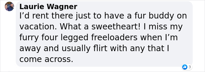 TikToker Gets Airbnb With Adorable Deaf and Blind Dog Who Guides Guests To The Beach TikToker Gets Airbnb With Adorable Deaf and Blind Dog Who Guides Guests To The Beach