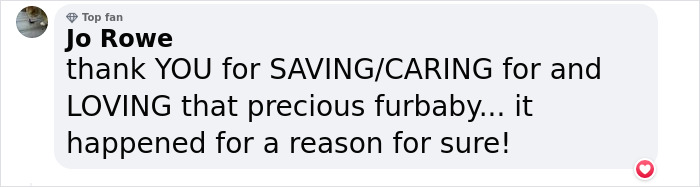 Kitten Wins Hearts Online After Asking To Be Rescued From The Bushes