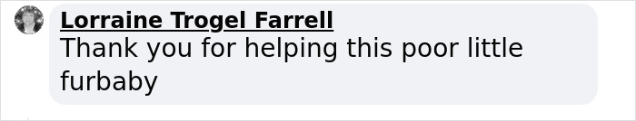 Kitten Wins Hearts Online After Asking To Be Rescued From The Bushes