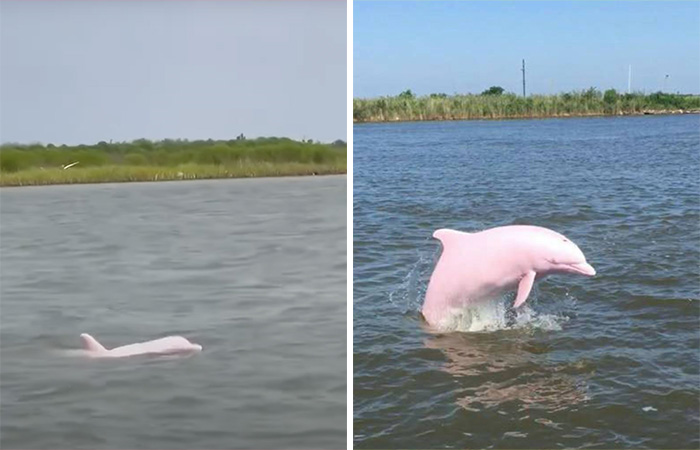 Rare Pink Dolphin Spotted At The Coast Of Louisiana
