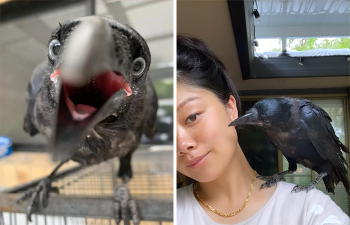 Extraordinary Tale Of A Rescued Baby Raven’s Affectionate Mornings With His New Mom