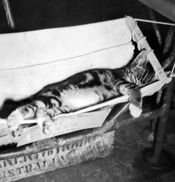 Ship's HMAS Kanimbla Cat