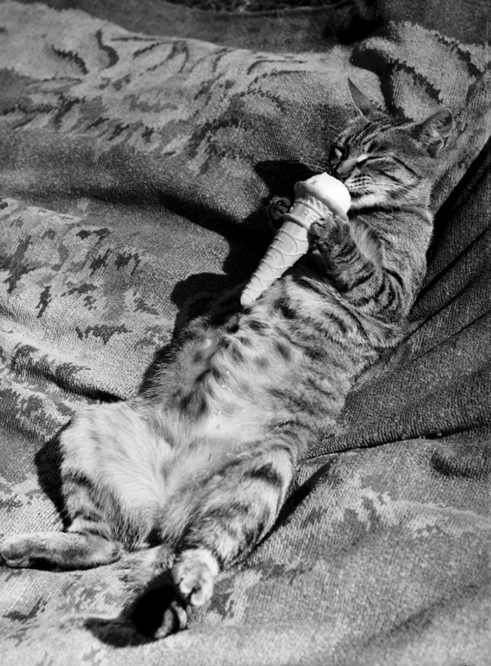 Cat Eating An Ice Cream In 1940