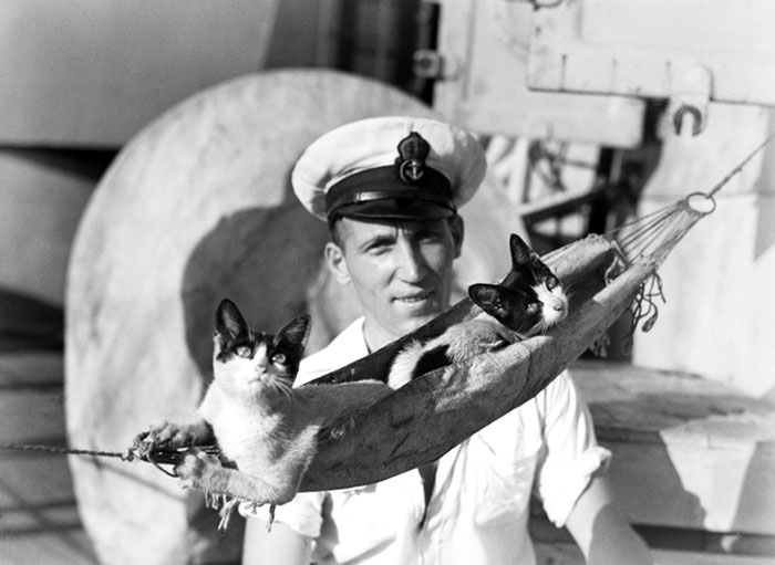 The Ship's Cats Having A Hammock To Themselves